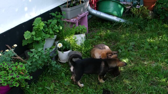 In a rural yard near a white village house, two puppies, one white and one brown, playfully chew and tear apart a flower pot. Around them are various potted plants, creating a lively garden scene. 