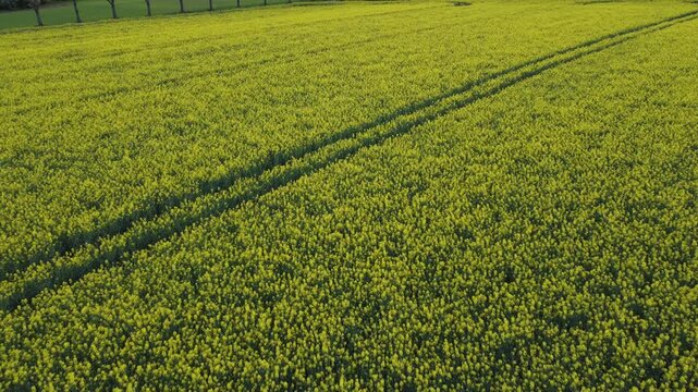raps field