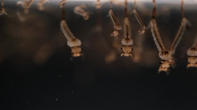 Mosquito Larvae Culex Pipiens Swimming in Stagnant Water Pool Macro