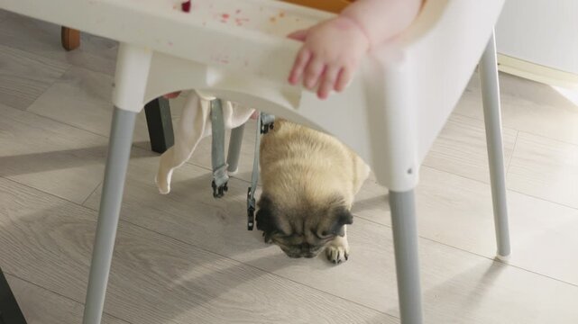 Caucasian baby feeding in kitchen seated in white high chair. Parent offers spoon curious pug sniffs under chair in morning sunlight. Child tasting vegetables at the table, discovering new food