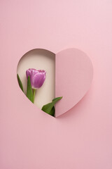 Fototapeta premium Pink heart vertical cutout with purple tulip for happy mother's day greeting and romantic spring message