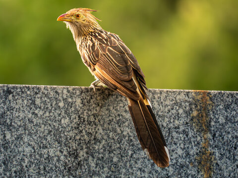 Wild Guira Cuckoo Resting on Stone Surface