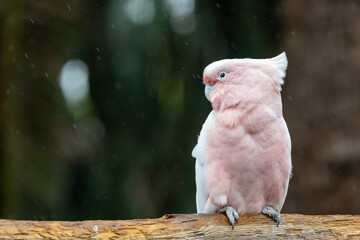 Portrait of a pink cockatoo (cacatua leadbeateri) perching on a branch © tom