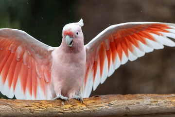 Portrait of a pink cockatoo (cacatua leadbeateri) flapping it's wings © tom
