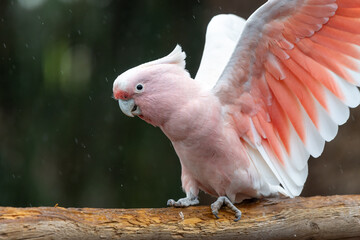 Portrait of a pink cockatoo (cacatua leadbeateri) flapping it's wings © tom