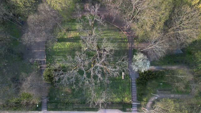 Dąb Bartek - wojew&oacute;dztwo Świętokrzyskie - Polska - Najstarsze dąb w Polsce o bardzo dużych rozmiarach. Około 1000 letnie drzewo nagrane dronem w wysokiej jakości, ujęcia kinowe
