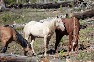 Fototapeta premium Wild horse mustang white mare and wild horse herd grazing among burnt timber near Black Canyon Lake in the White Mountains near Heber Arizona United States