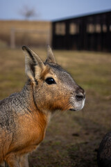 Naklejka premium Close-up profile portrait of a Patagonian Mara resting outdoors