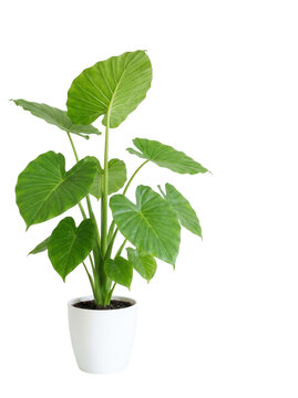 Potted alocasia plant with large green heartshaped leaves isolated on transparent background