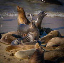Fototapeta premium Sea Lions on the California Coast