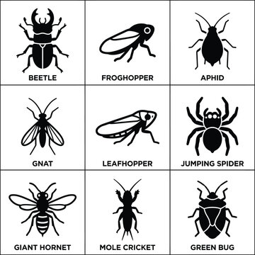 Insects and bugs are displayed in various illustrations on a white background including beetle, froghopper, and aphid.