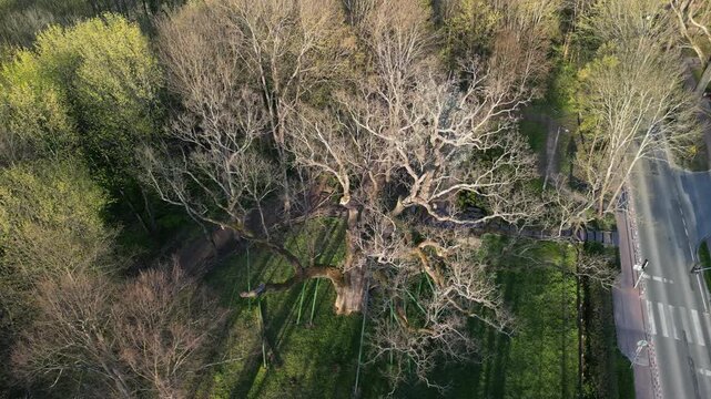 Dąb Bartek - wojew&oacute;dztwo Świętokrzyskie - Polska - Najstarsze dąb w Polsce o bardzo dużych rozmiarach. Około 1000 letnie drzewo nagrane dronem w wysokiej jakości, ujęcia kinowe