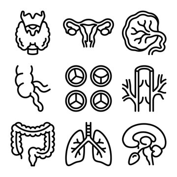 Human organs and systems illustrations bis 368