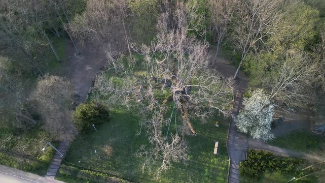 Dąb Bartek - wojew&oacute;dztwo Świętokrzyskie - Polska - Najstarsze dąb w Polsce o bardzo dużych rozmiarach. Około 1000 letnie drzewo nagrane dronem w wysokiej jakości, ujęcia kinowe