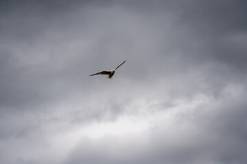 Obraz premium Lone seagull flying in a dramatic dark cloudy sky