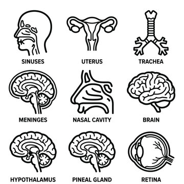 Detailed anatomical illustrations of human body parts including sinuses, uterus, trachea, meninges, nasal cavity, brain, hypothalamus, pineal gland, and retina.