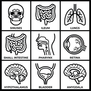 The human body parts are illustrated in a medical diagram with skull, lungs, small intestine, pharynx, retina, hypothalamus, bladder, and amygdala.