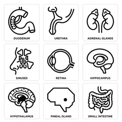Fototapeta premium Anatomical illustrations of human body parts including duodenum, urethra, adrenal glands