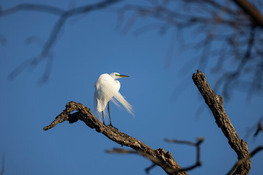 A great egret in bleeding plumage perched on a branch with a blue sky background