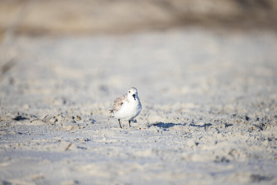 A sanderling on the beach looking at the camera