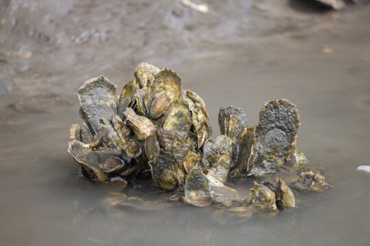 A group of eastern oysters exposed at low tide