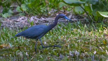 A little blue heron walked along the vegetation in the river near the water's edge © Linda