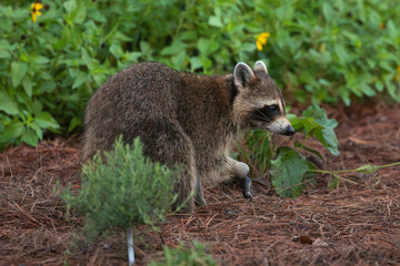 A raccoon with a wounded paw © Linda