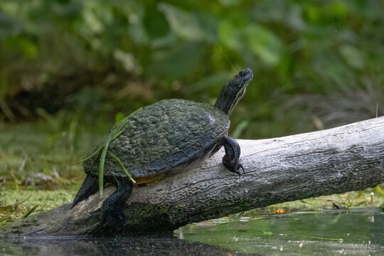 A Florida red-bellied cooter sunning on a log along the river in Florida