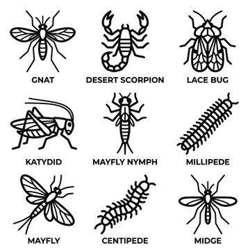 Insect illustrations showcase various bugs like a gnat, desert scorpion, lace bug, katydid, mayfly nymph, millipede, mayfly, centipede, and midge.