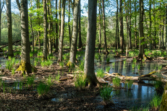 Sumpfwald im Fr&uuml;hling