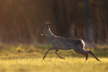 Sarna europejska (Capreolus capreolus) roe deer © Bartosz Rakoczy