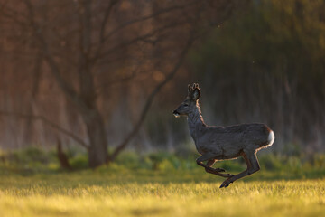 Sarna europejska (Capreolus capreolus) roe deer © Bartosz Rakoczy