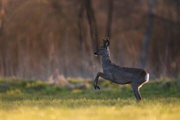 Sarna europejska (Capreolus capreolus) roe deer © Bartosz Rakoczy
