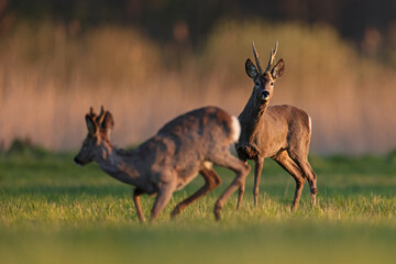 Sarna europejska (Capreolus capreolus) roe deer © Bartosz Rakoczy
