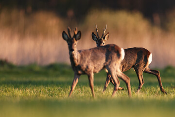 Sarna europejska (Capreolus capreolus) roe deer © Bartosz Rakoczy
