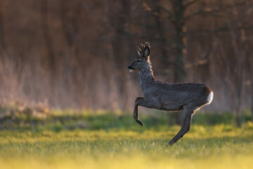 Sarna europejska (Capreolus capreolus) roe deer © Bartosz Rakoczy