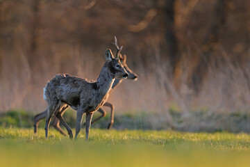 Sarna europejska (Capreolus capreolus) roe deer © Bartosz Rakoczy