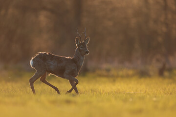Sarna europejska (Capreolus capreolus) roe deer © Bartosz Rakoczy