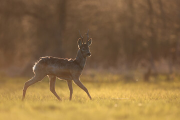 Sarna europejska (Capreolus capreolus) roe deer © Bartosz Rakoczy