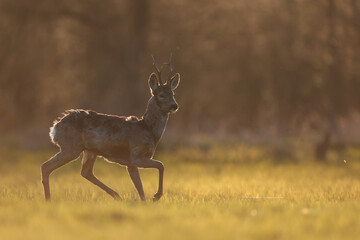 Sarna europejska (Capreolus capreolus) roe deer © Bartosz Rakoczy