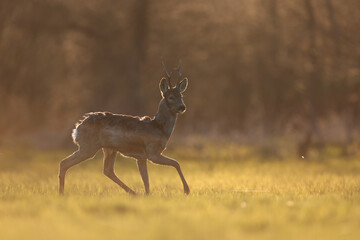 Sarna europejska (Capreolus capreolus) roe deer © Bartosz Rakoczy
