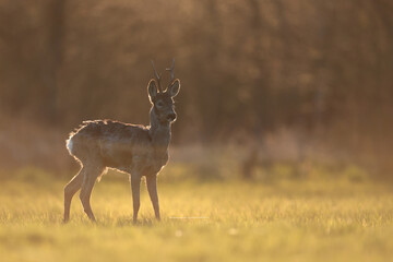 Sarna europejska (Capreolus capreolus) roe deer © Bartosz Rakoczy