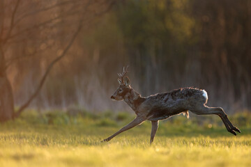 Sarna europejska (Capreolus capreolus) roe deer © Bartosz Rakoczy