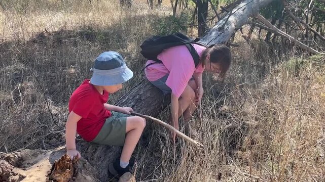 Childhood nature exploration, Young boy observes stick next to sister on fallen tree in clear sunlight, Child examining twig beside his sister while sitting on broken log in bright sunlight