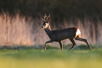 Sarna europejska (Capreolus capreolus) roe deer © Bartosz Rakoczy