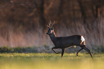 Sarna europejska (Capreolus capreolus) roe deer © Bartosz Rakoczy