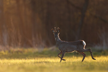 Sarna europejska (Capreolus capreolus) roe deer © Bartosz Rakoczy