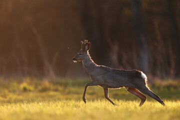 Sarna europejska (Capreolus capreolus) roe deer © Bartosz Rakoczy