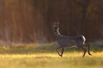 Sarna europejska (Capreolus capreolus) roe deer © Bartosz Rakoczy