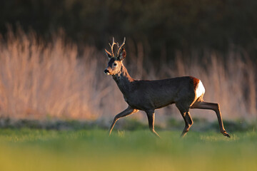 Sarna europejska (Capreolus capreolus) roe deer © Bartosz Rakoczy